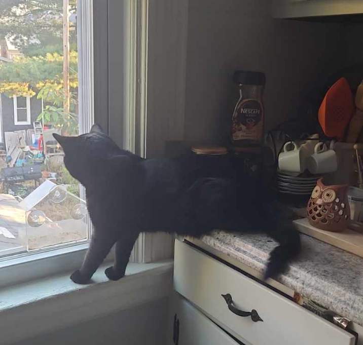 Photo of Frankie
