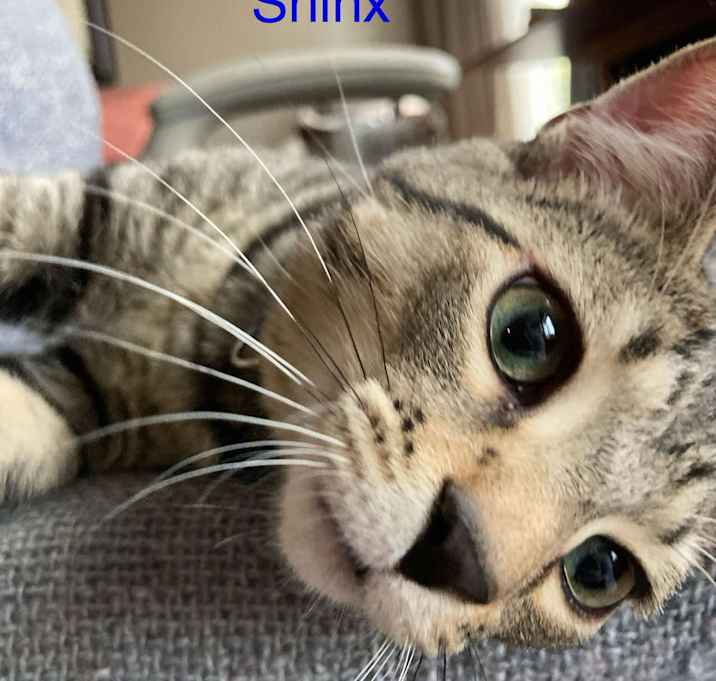 Photo of Shinx