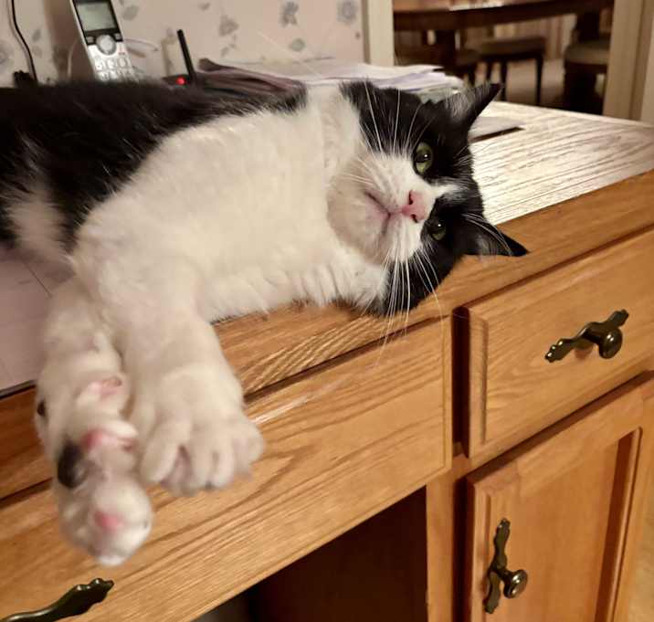 Photo of Muzzy