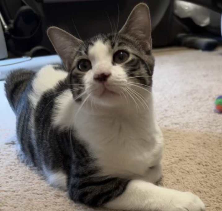 Photo of Alfie