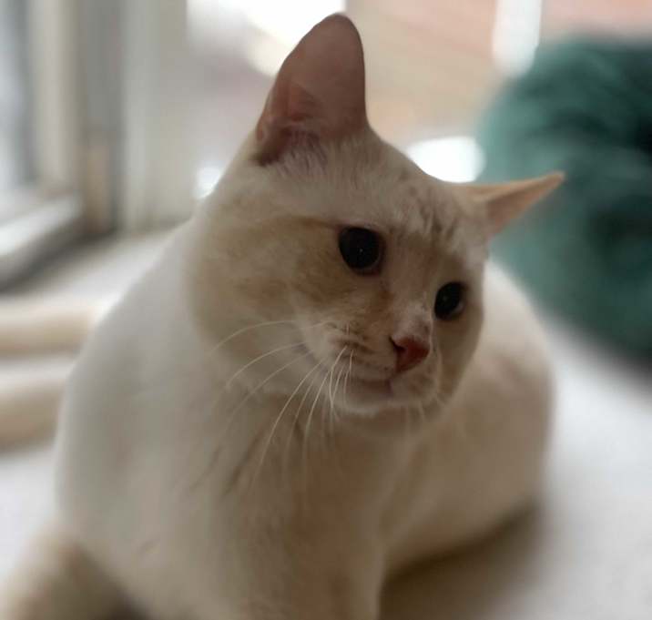 Photo of Mufasa