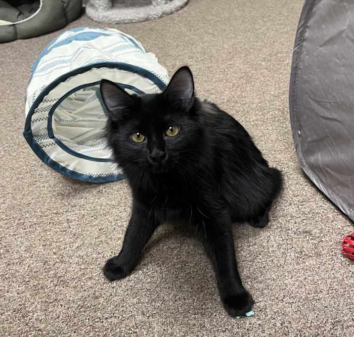 Photo of Pixie