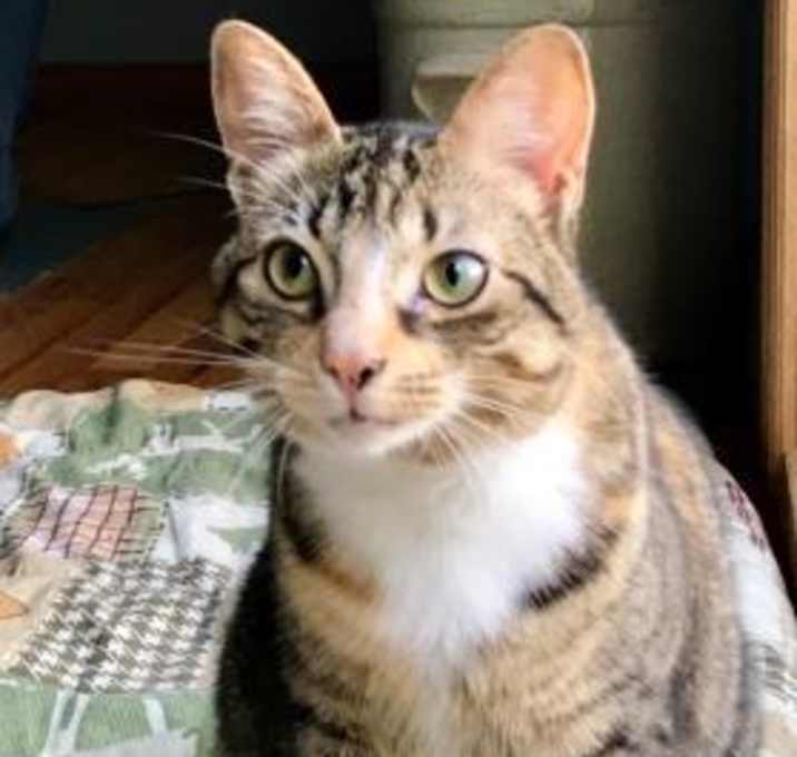 Photo of Piper