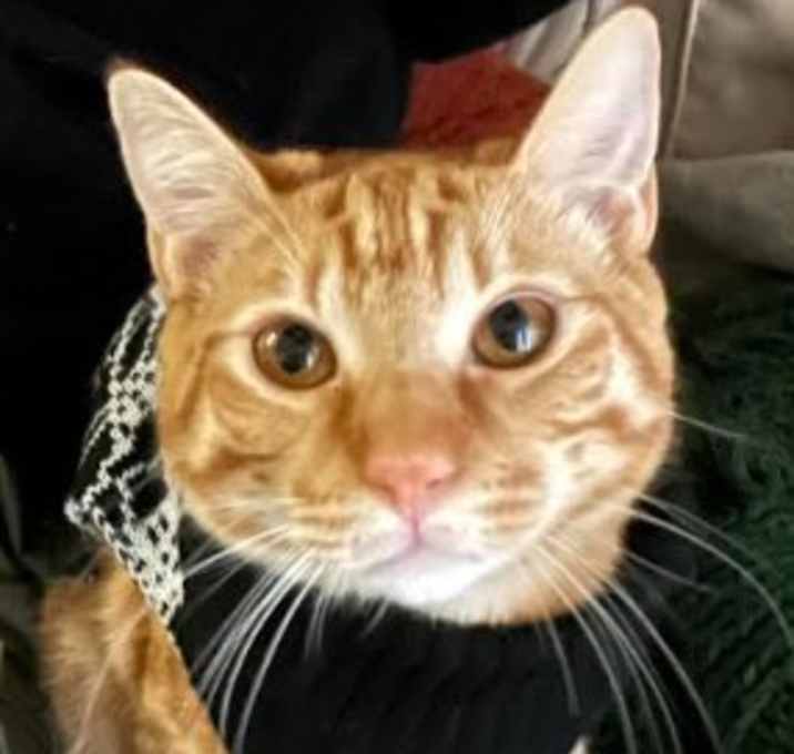 Photo of Oscar