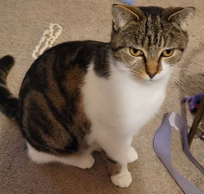 Photo of zz 'Cocoa' courtesy listing