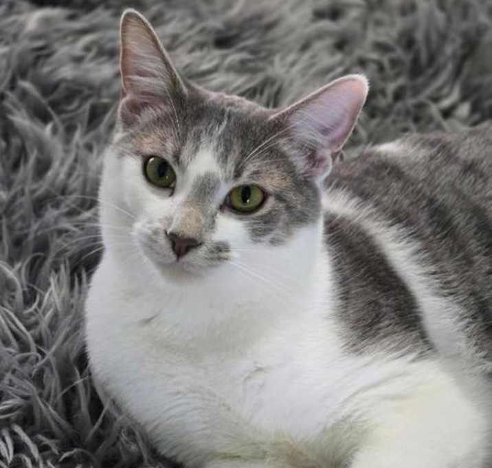 Photo of PORCHY