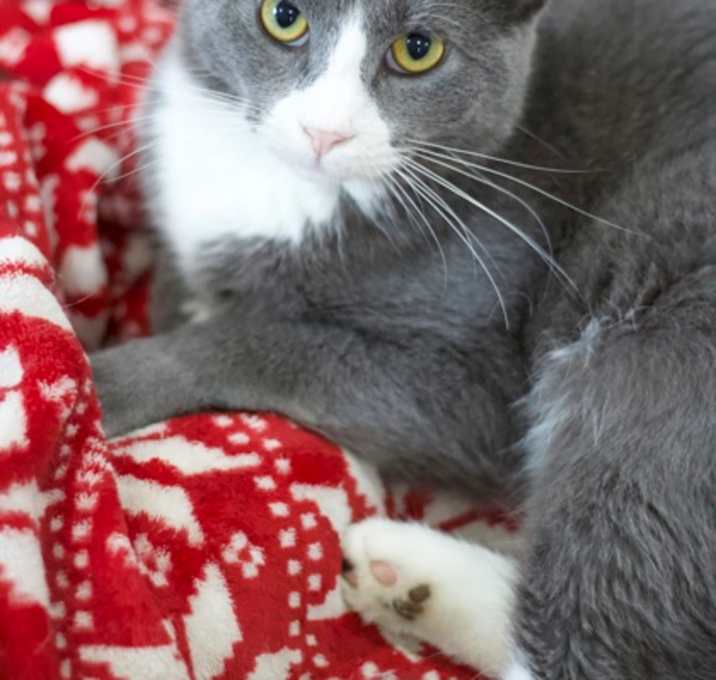 Photo of Castiel