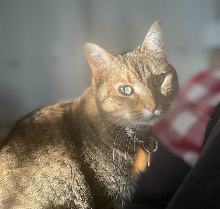 Photo of Nabi