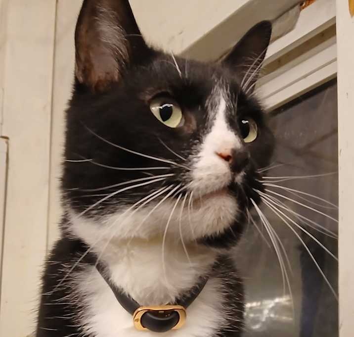 Photo of Thurston