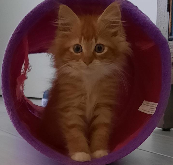 Photo of Red