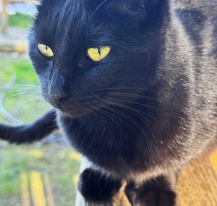 Photo of Chirp,sweetest black beauty!