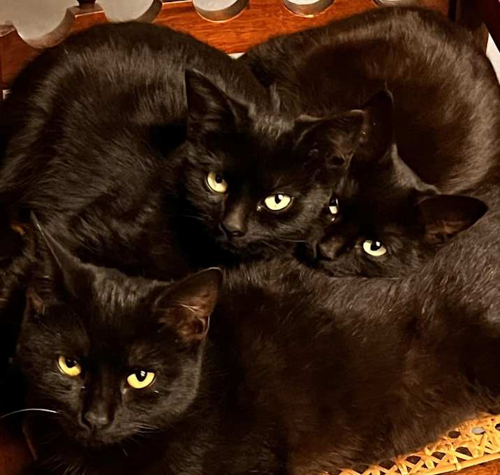 Photo of Chloe, Hazel & Maggie