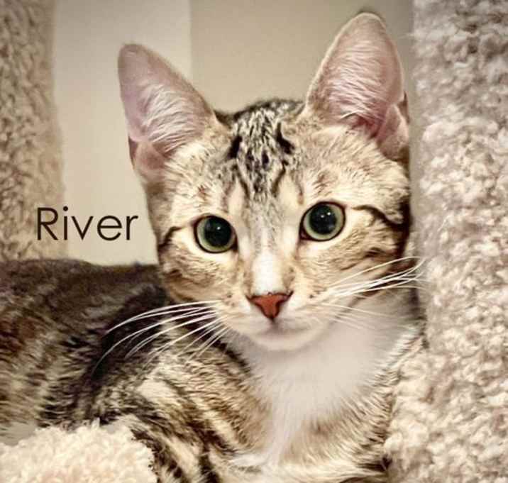 Photo of River