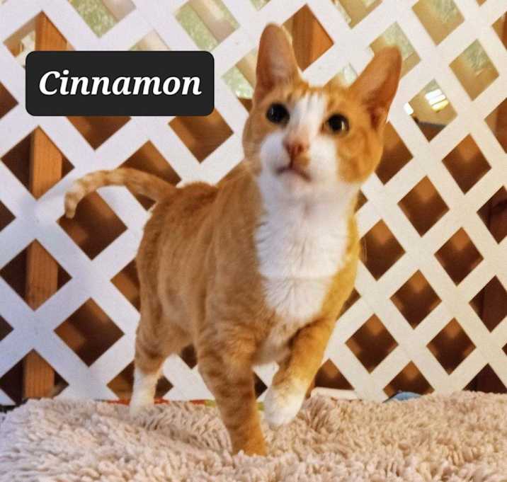 Photo of Cinnamon
