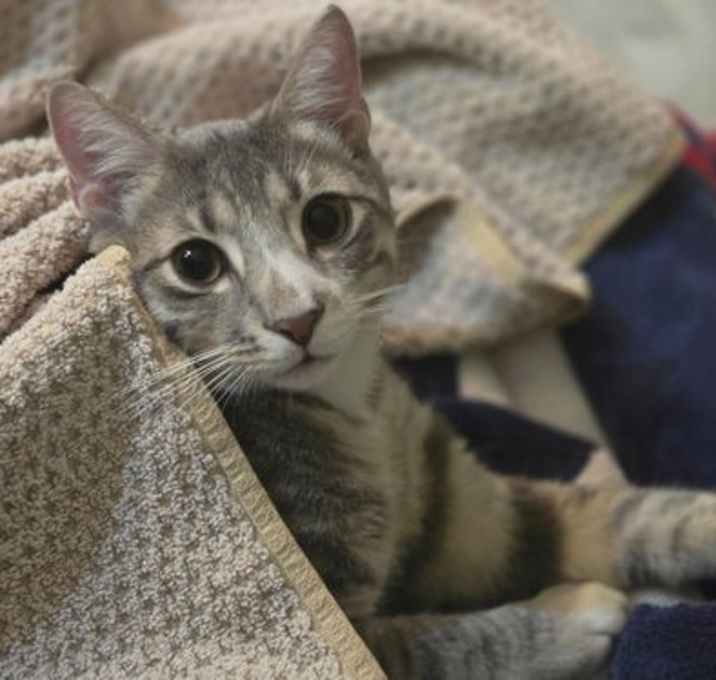 Photo of Earl Grey