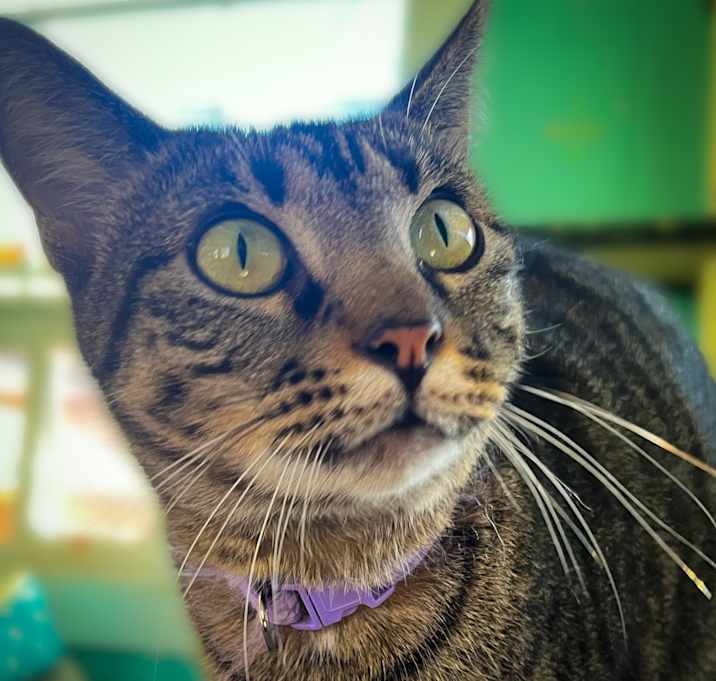 Photo of Rio