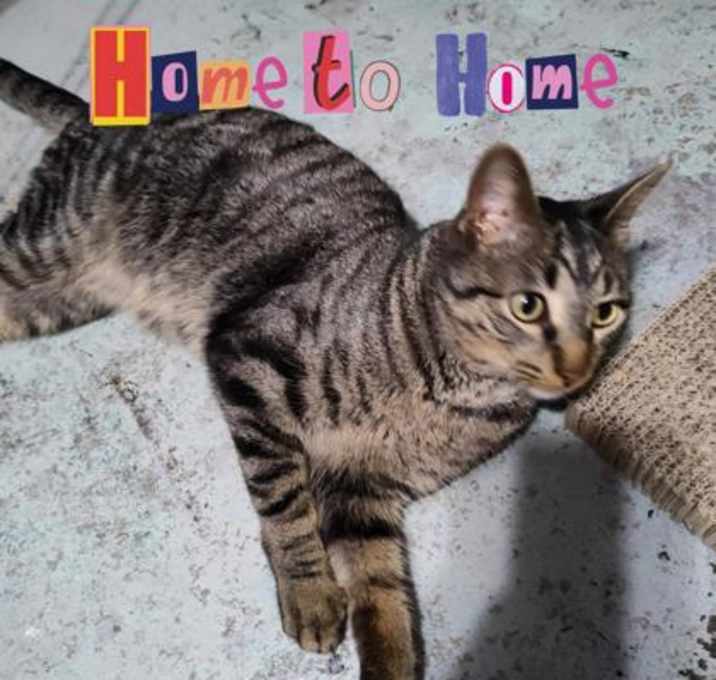 Photo of Kitty