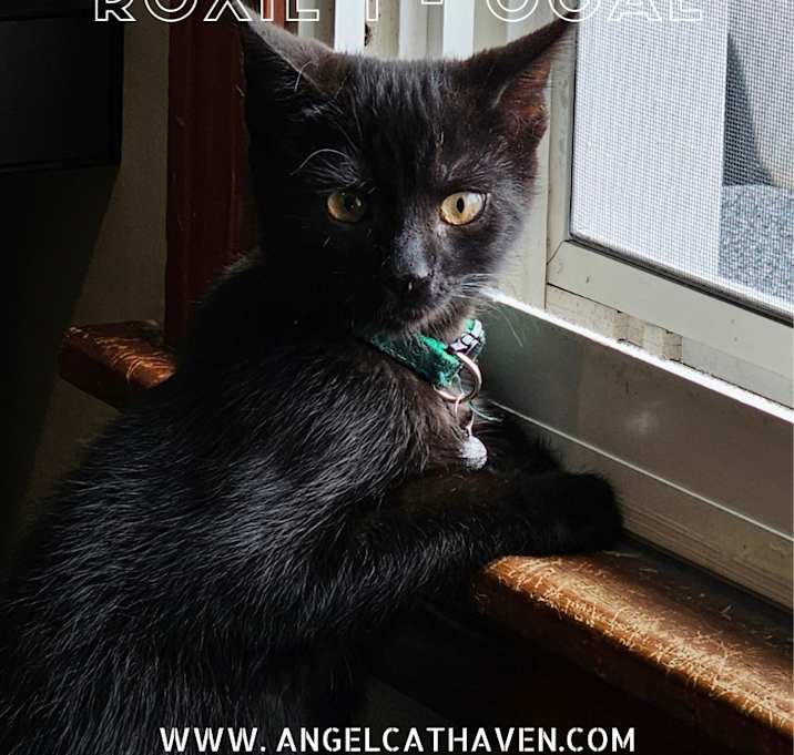 Photo of Roxie 1
