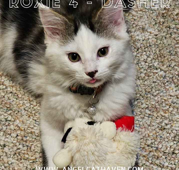 Photo of Roxie 4