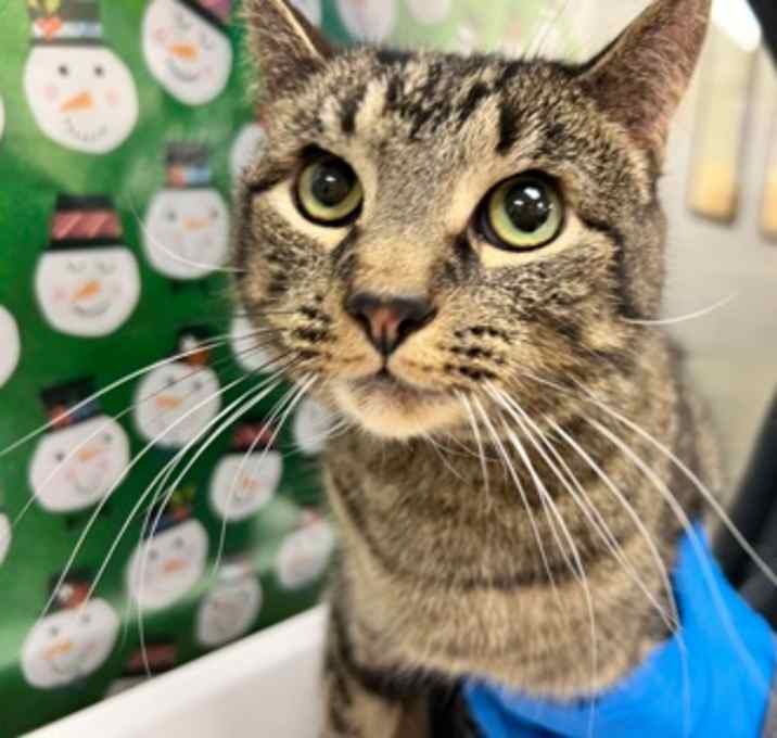Photo of Willow
