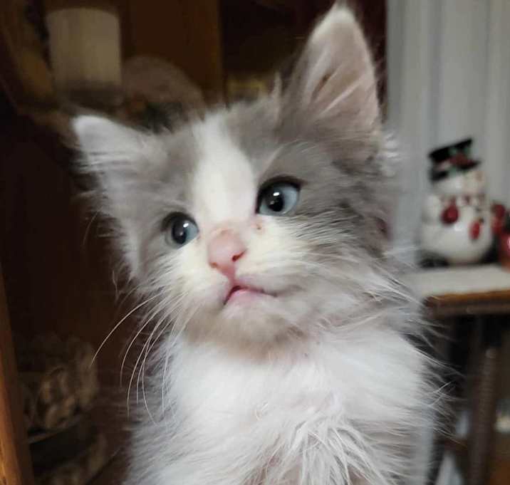 Photo of Mim