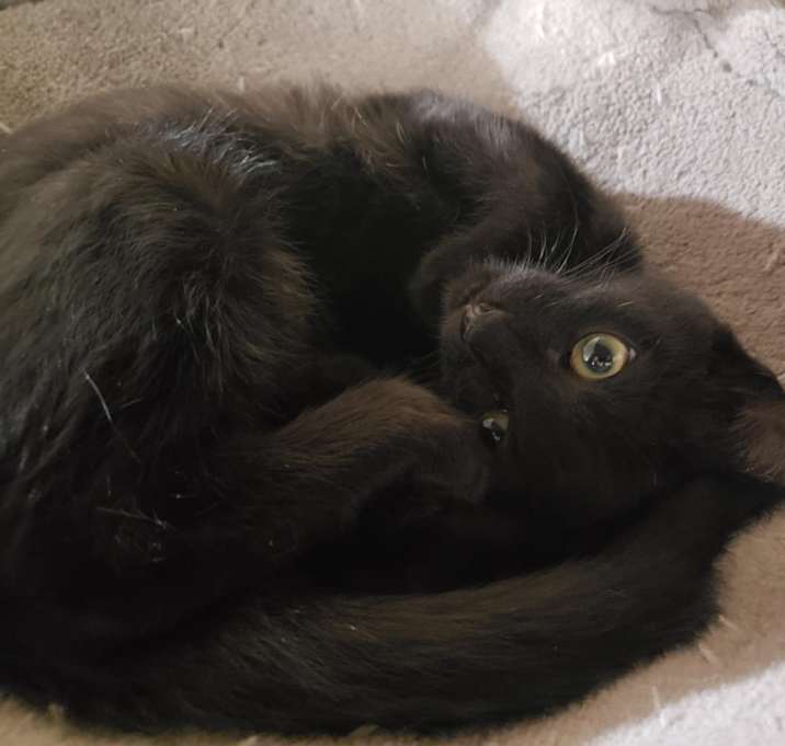 Photo of Copperfield