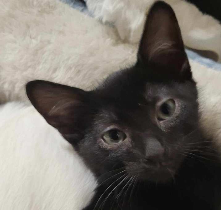 Photo of Cherokee