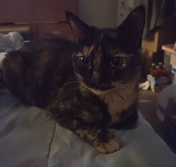 Photo of Arwen