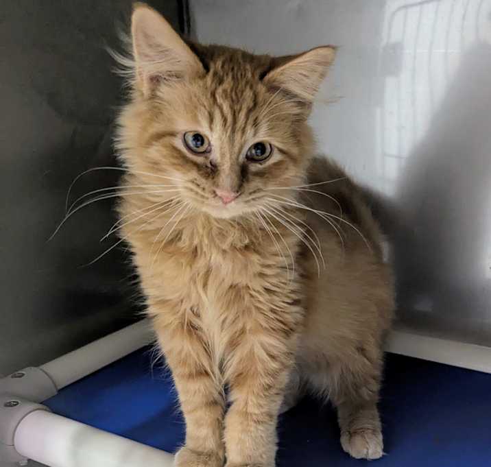 Photo of Pumpkin