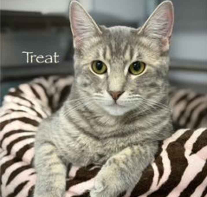 Photo of F-55-24 Treat
