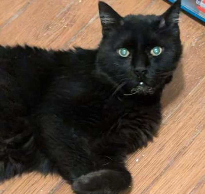 Photo of Boo Boo