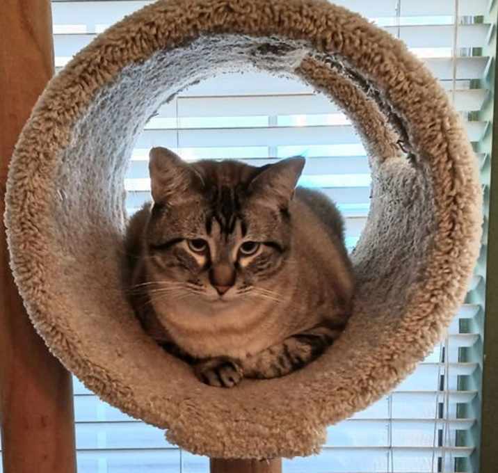 Photo of Toast