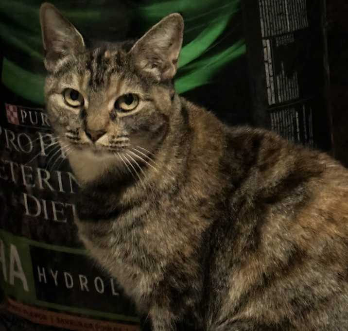Photo of Sweet Lorain
