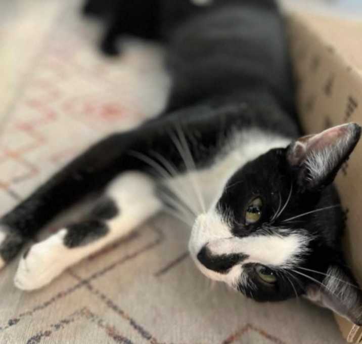 Photo of Maxi