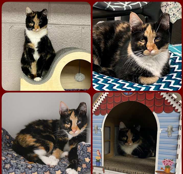Photo of Honeybun