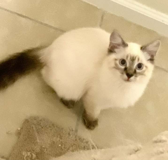 Photo of Casper