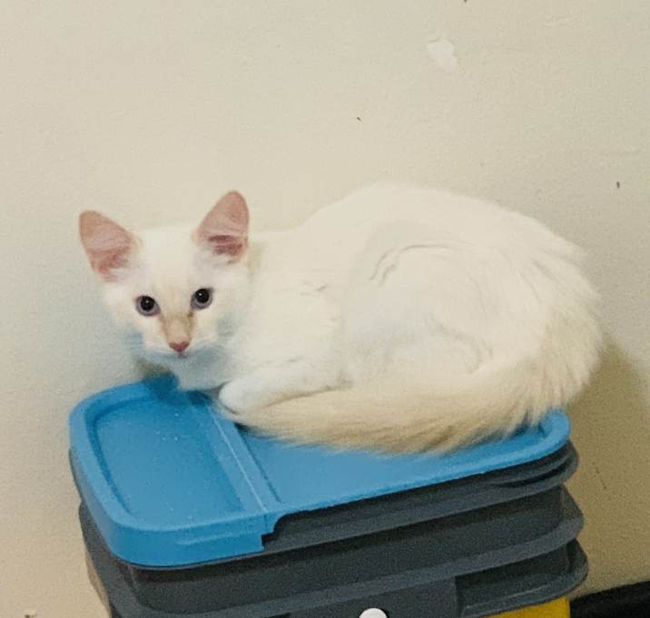 Photo of Ghost