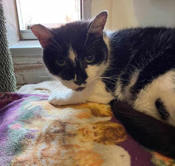 Photo of Bandit