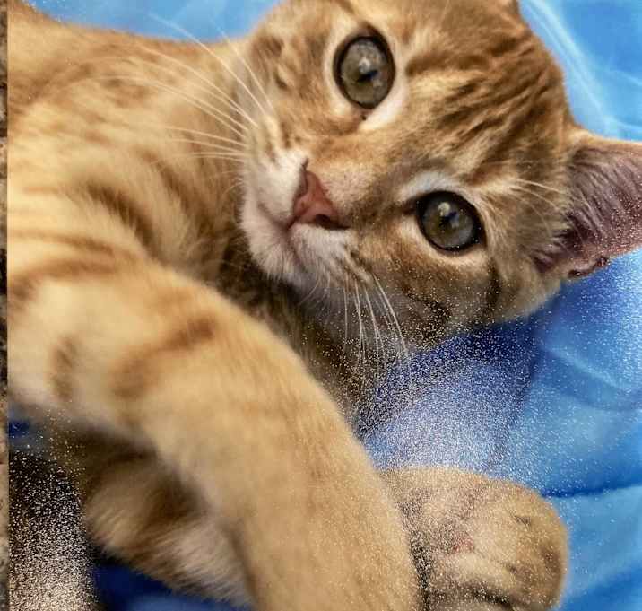 Photo of Cuddles