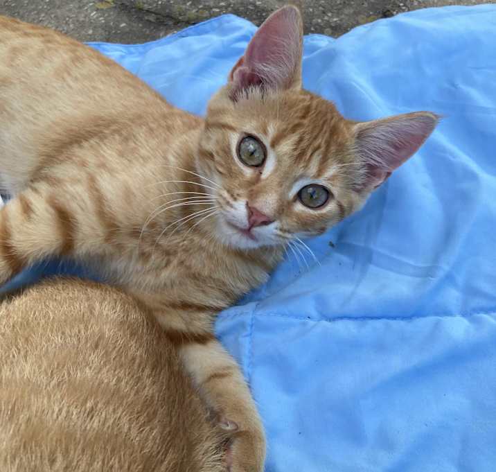 Photo of Toby