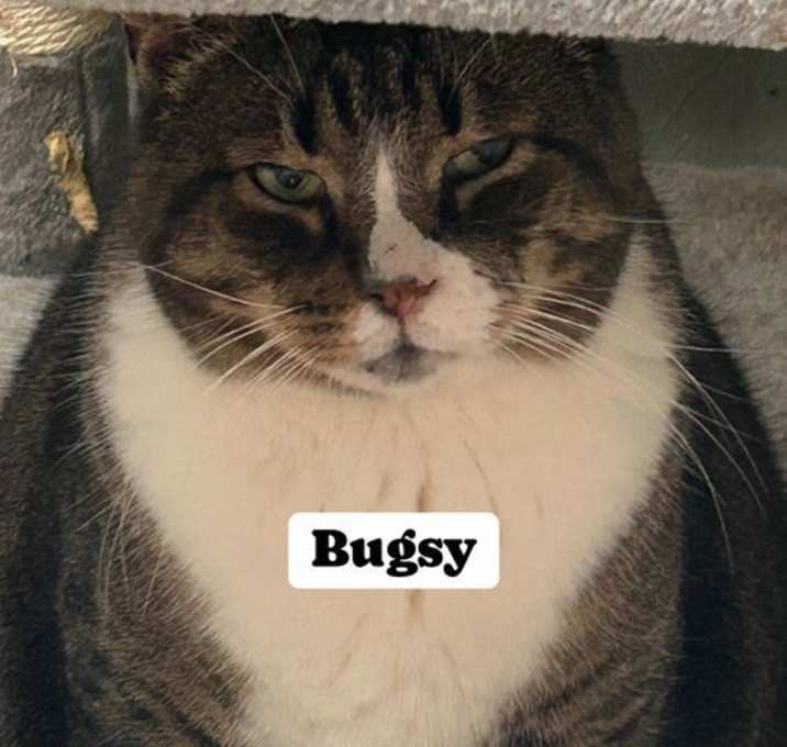 Photo of Bugsy