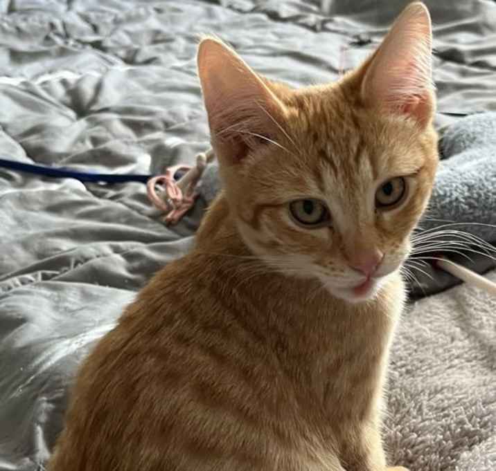 Photo of Rusty