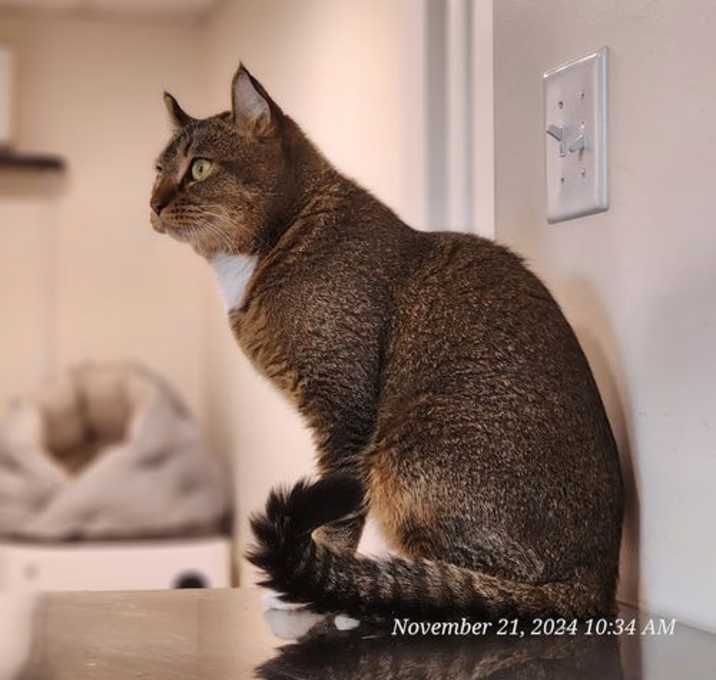 Photo of Sir Percy Mittens