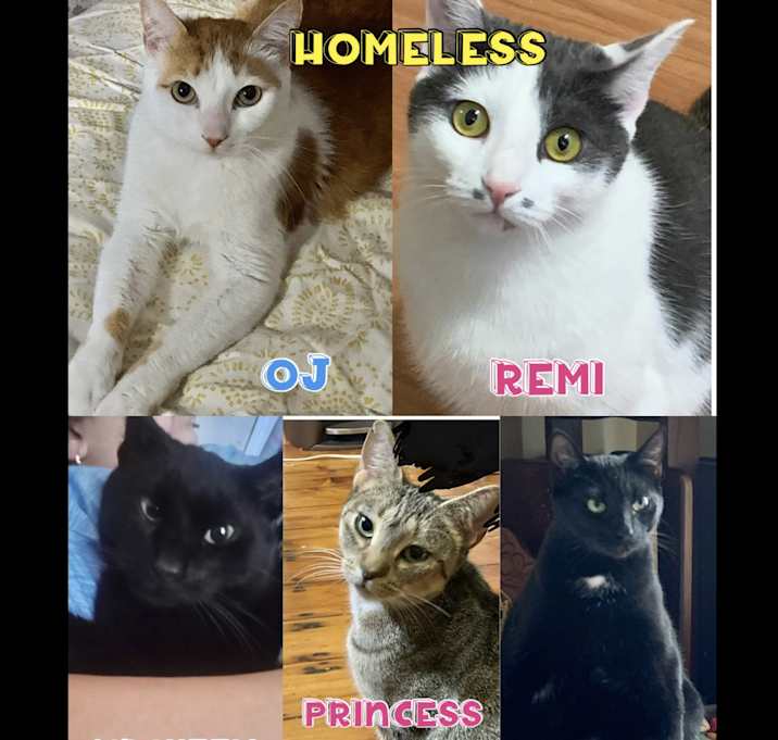 Photo of 5 cats need homes (displaced)
