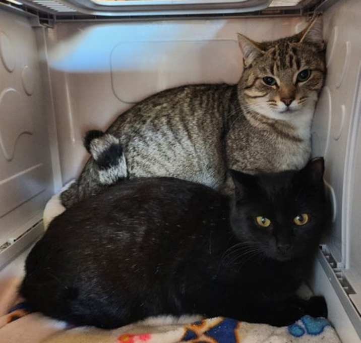 Photo of Cocoa and Rocky