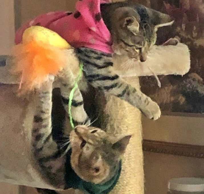 Photo of LILI and MIA - Offered by Owner - Teen Sister Pair