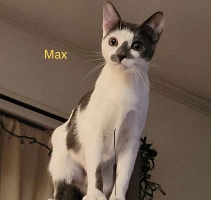 Photo of Max