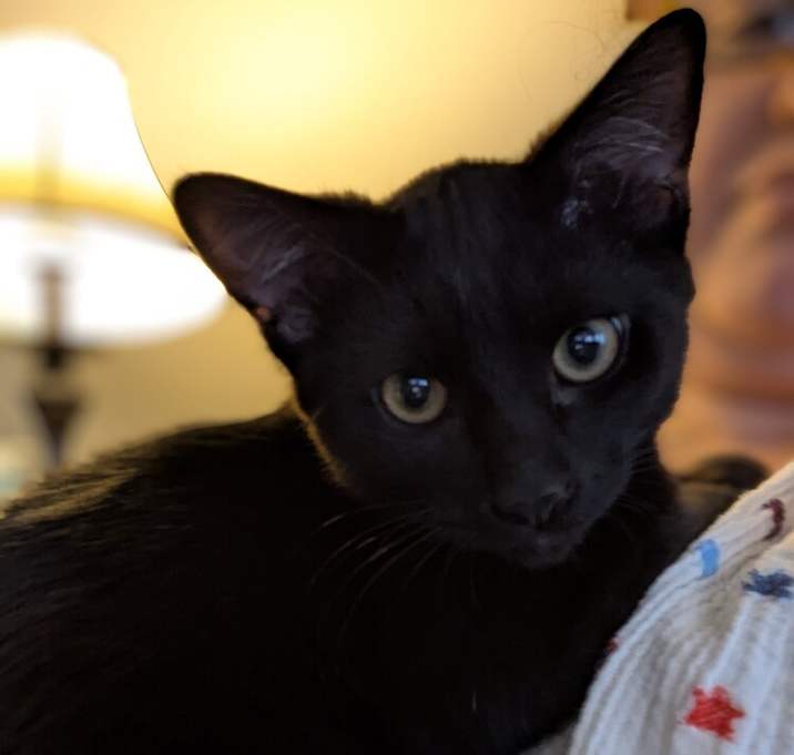 Photo of Leo - Courtesy Listing