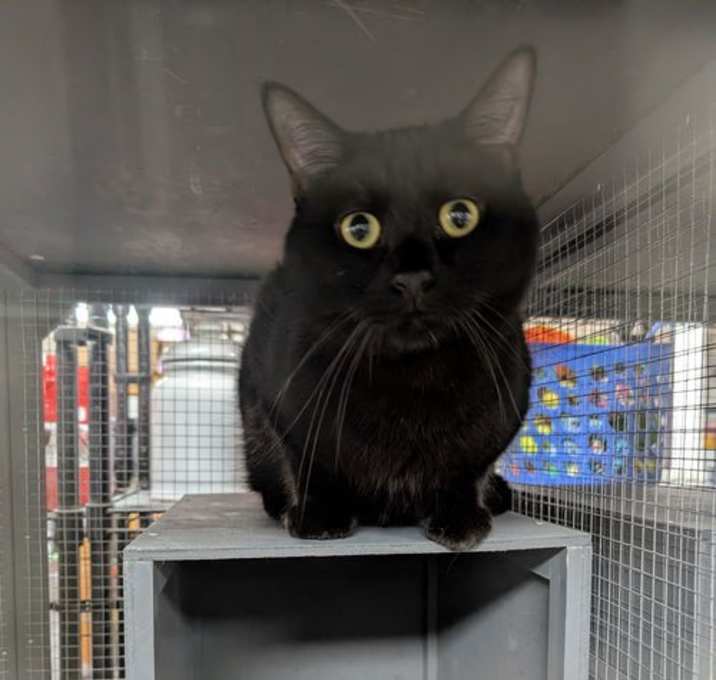 Photo of Black Panther