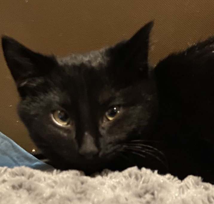 Photo of Midnight  (Bonded to Oreo)